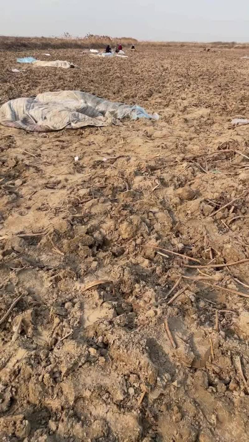河南中牟泥藕黄河边上的泥藕现在开挖
