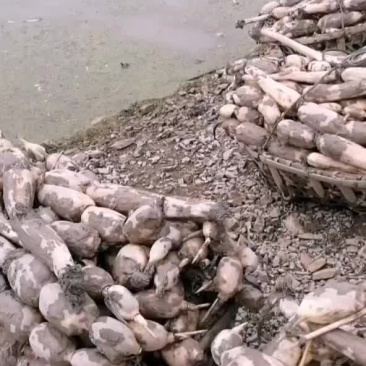 莲藕