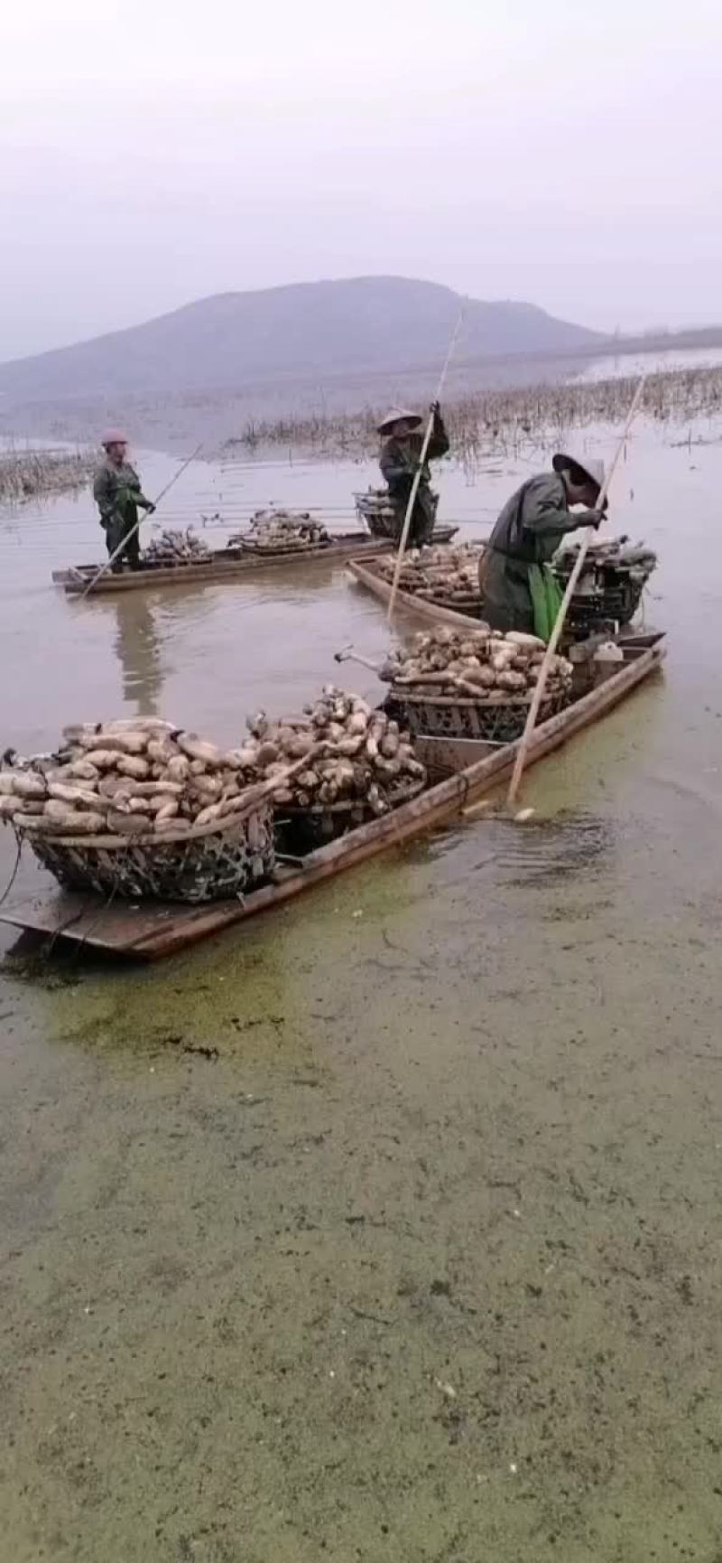 莲藕