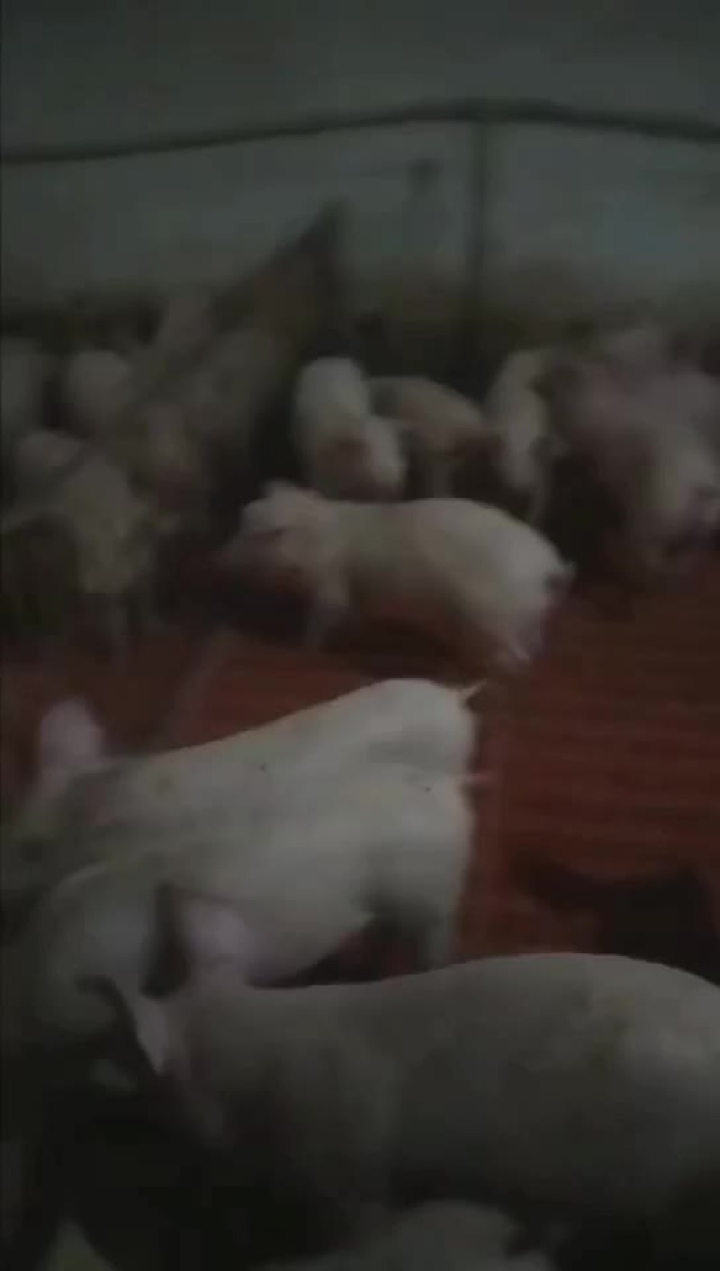 仔猪