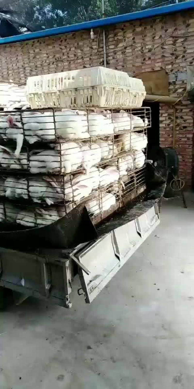 肉兔