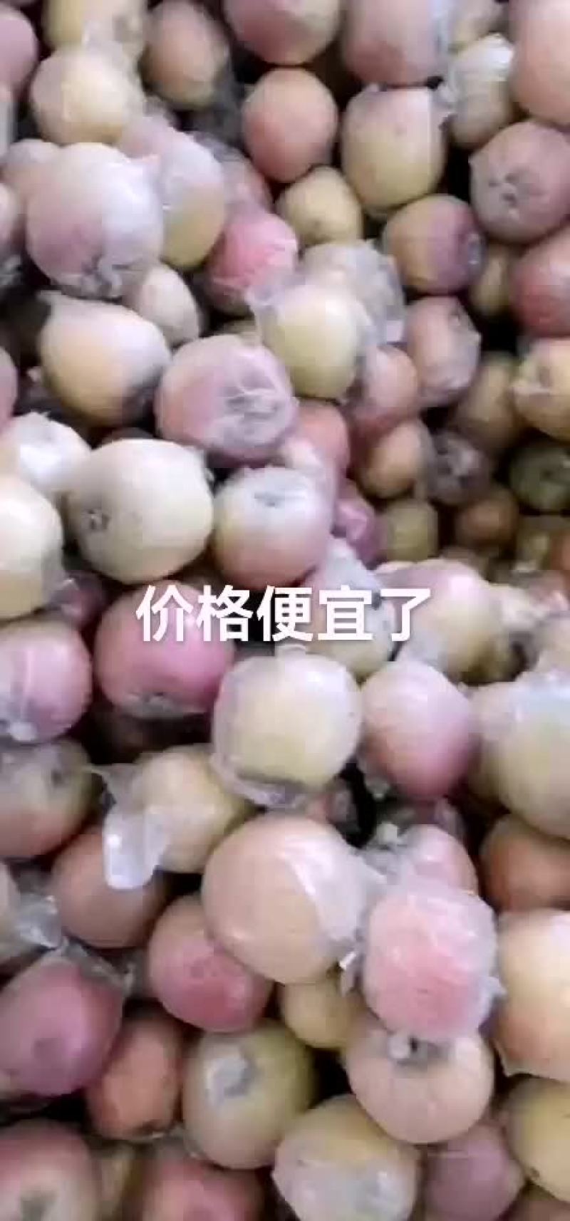 冠县红富士