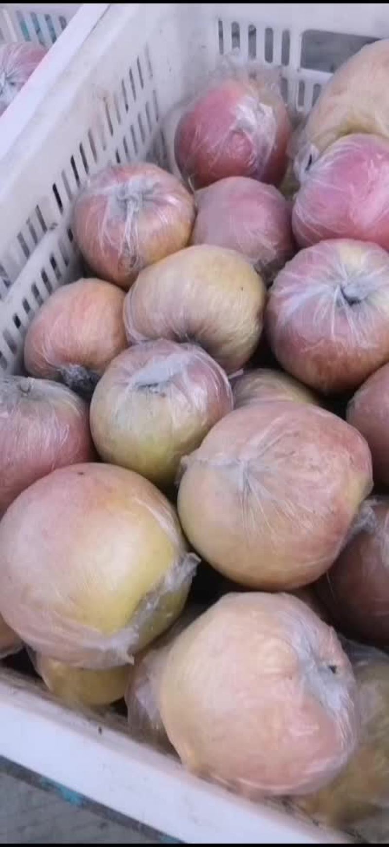冠县红富士