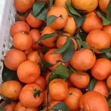 还有几天过年了，有需要货的老板请联系