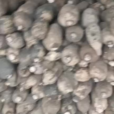黄河白莲藕大量上市欢迎老板们提前订货，货少客户多。