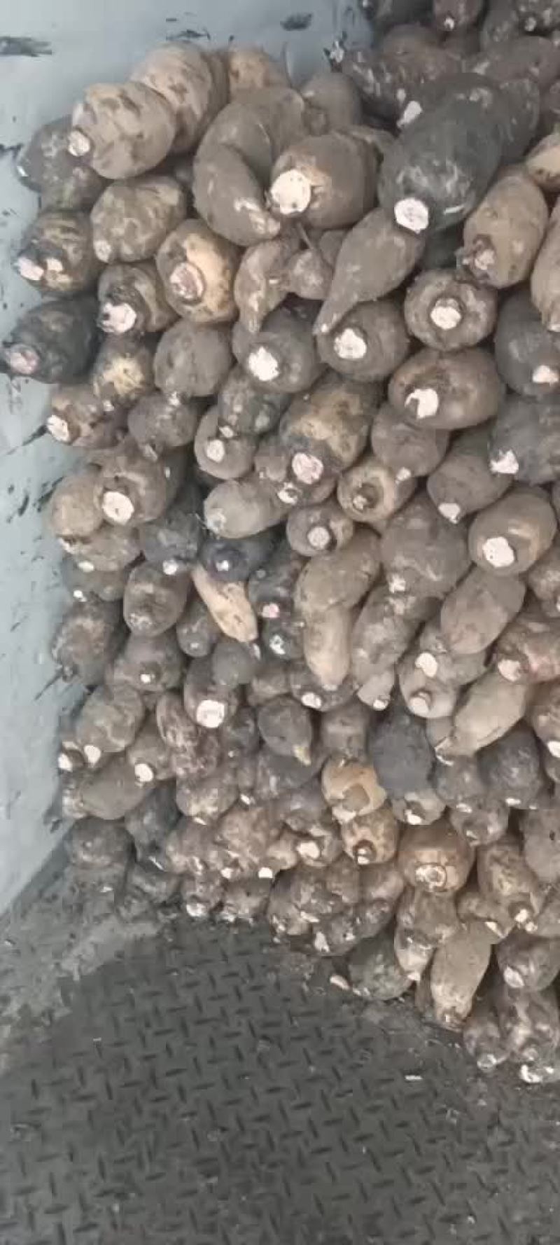 黄河白莲藕大量上市欢迎老板们提前订货，货少客户多。