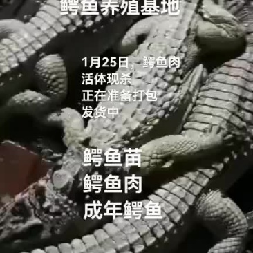鳄鱼肉
