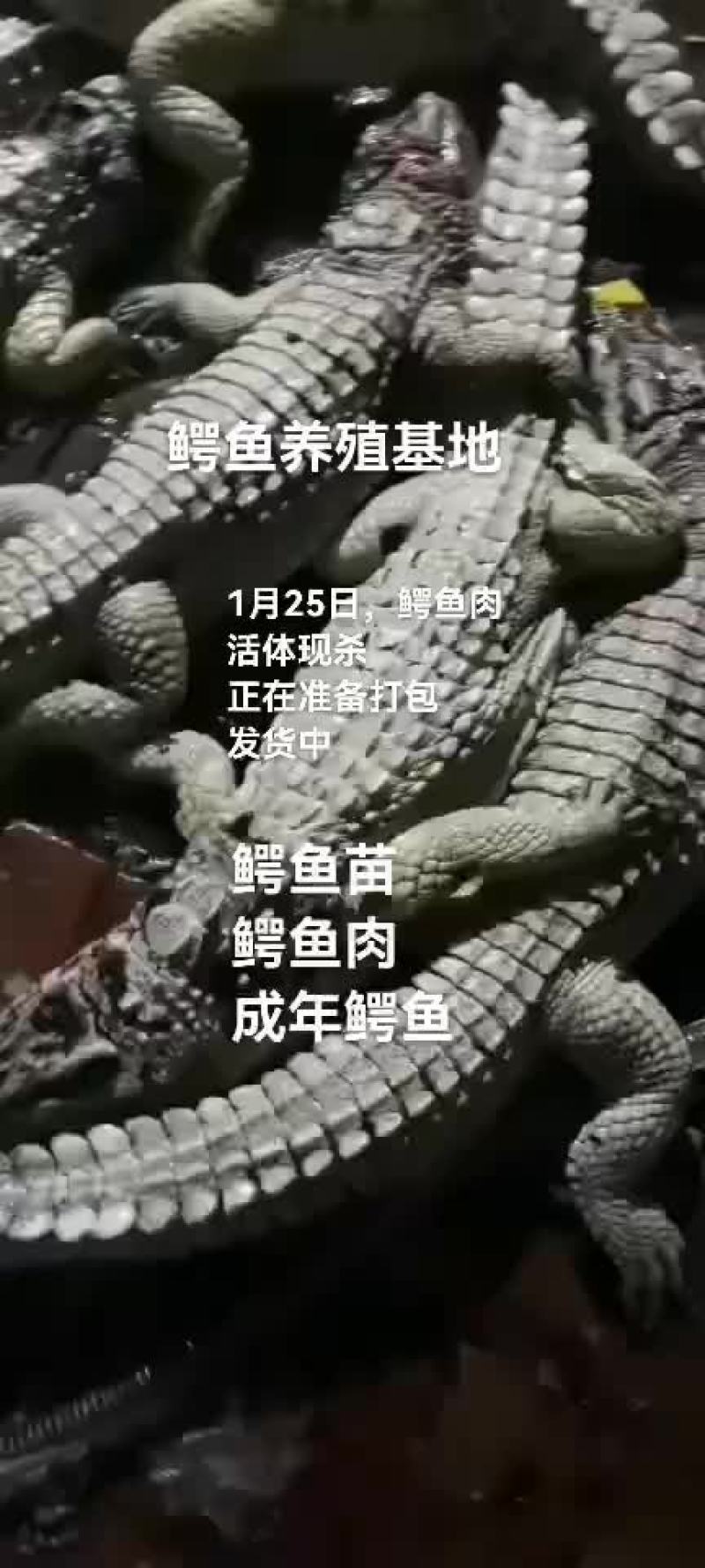 鳄鱼肉