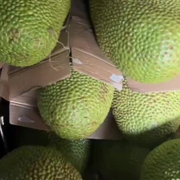 海南黄肉菠萝蜜,产地直销超市直供
