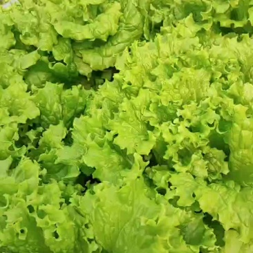 优质生菜