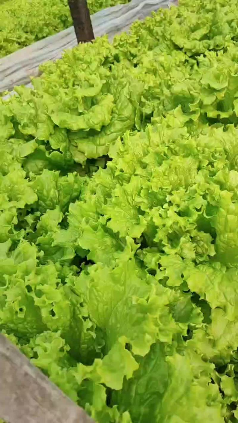 优质生菜