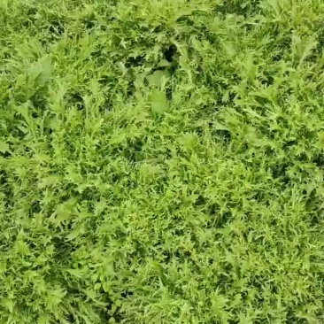 优质苦菊
