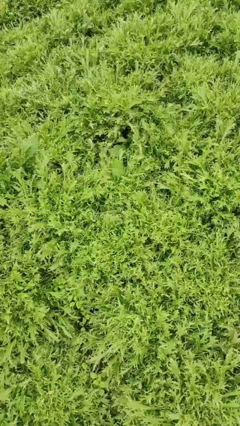 优质苦菊