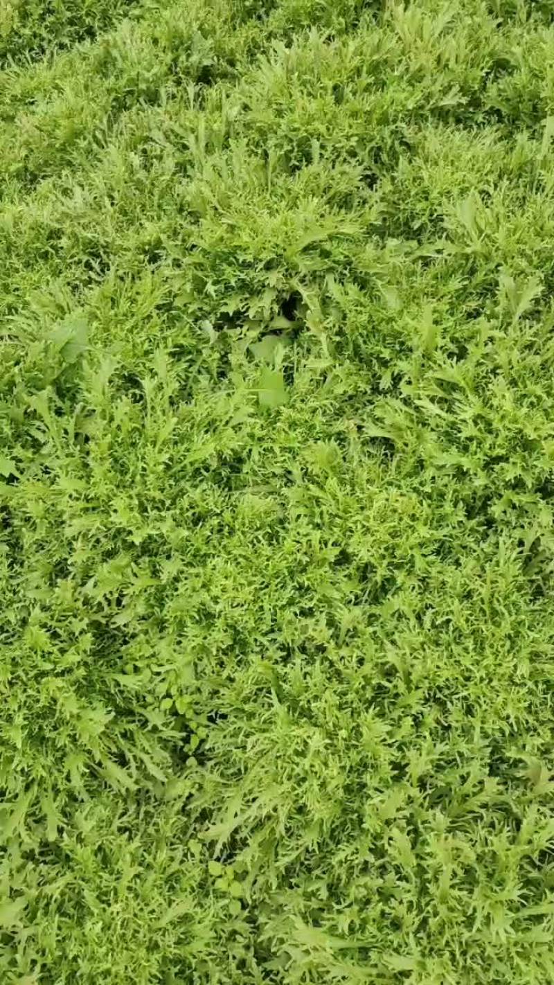 优质苦菊