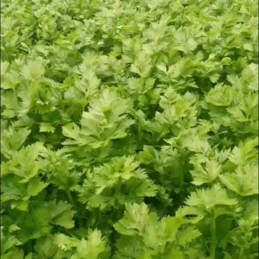 保定芹菜