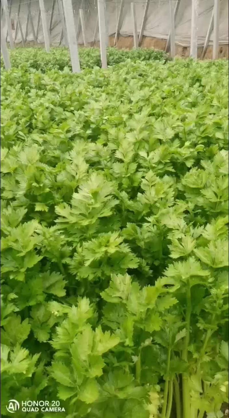 保定芹菜