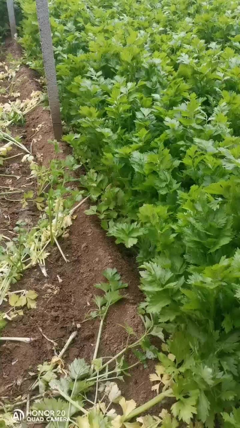 保定芹菜