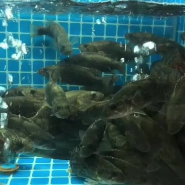 斑鳜，老虎斑，