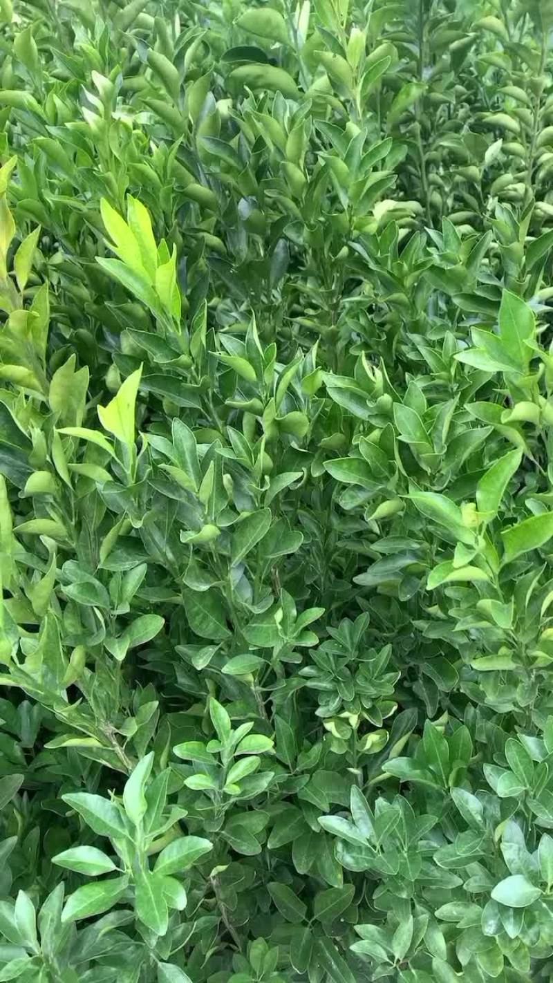 福建、52号脐橙、橘柚、芦柑、沙滩橘。福橘。