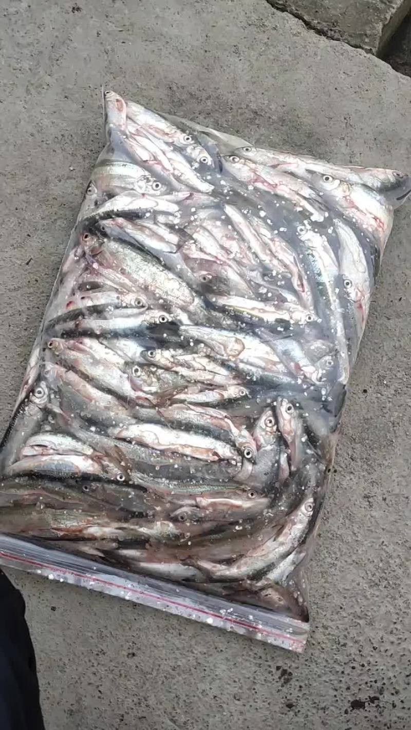 白条鱼翘嘴鱼