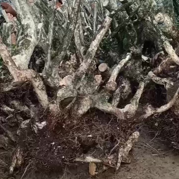 黄杨下山桩、熟桩大量有货