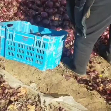 红洋葱，货源充足。