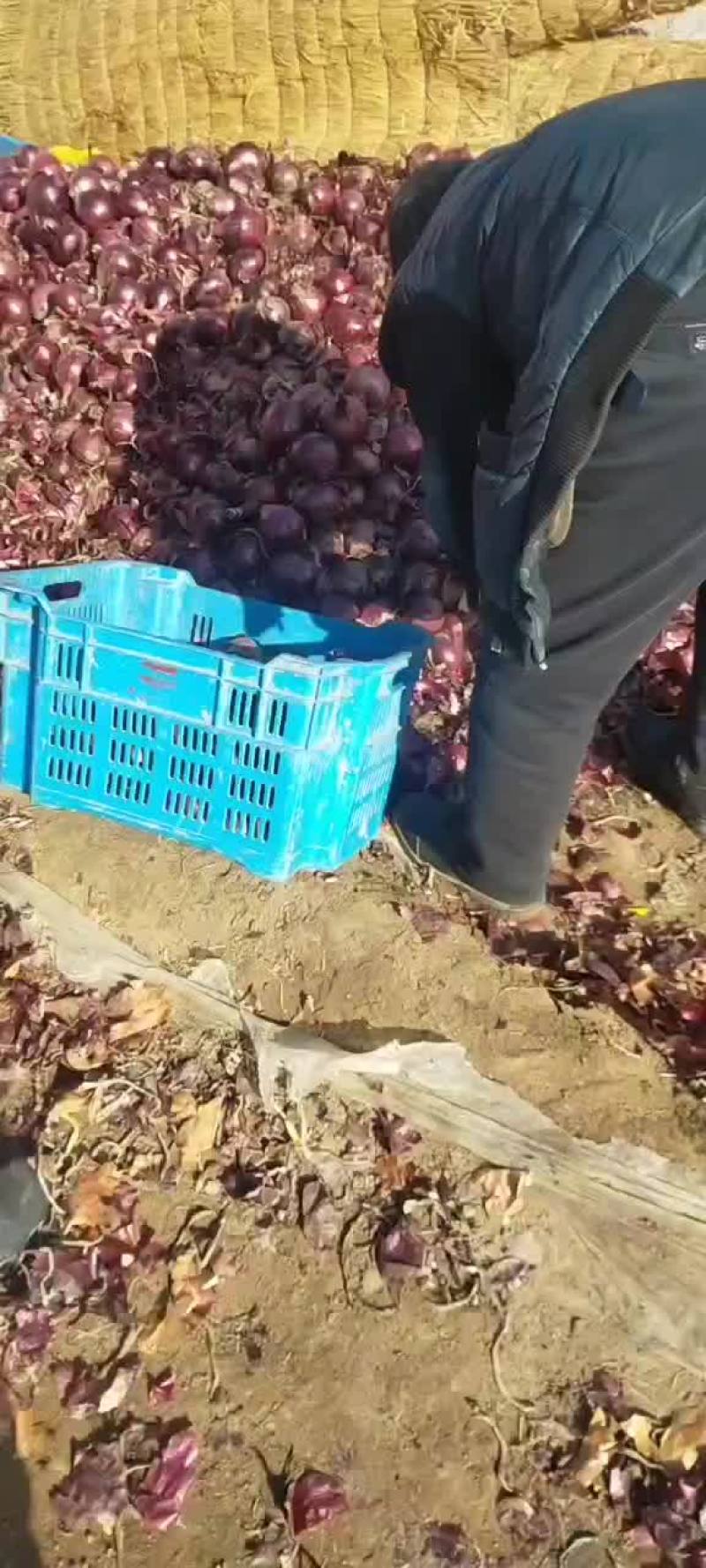 红洋葱，货源充足。