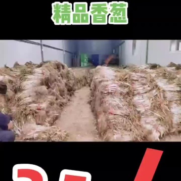 哑柏粮站斜对面精品香葱批发