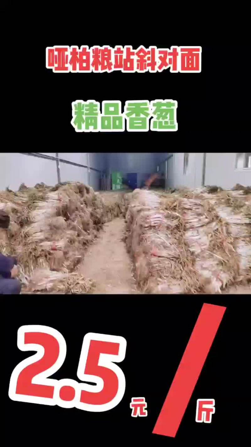 哑柏粮站斜对面精品香葱批发