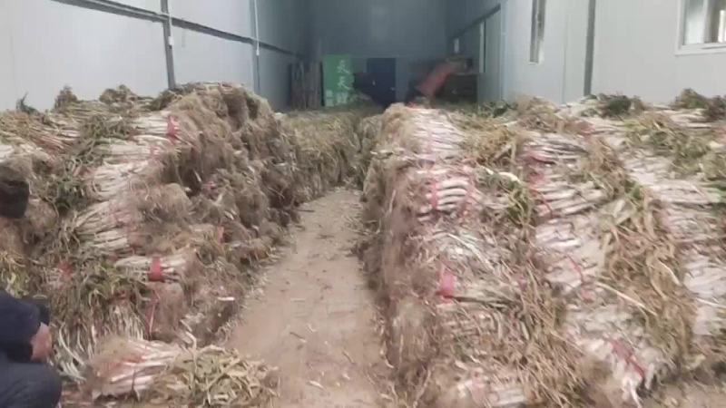 哑柏粮站斜对面精品香葱批发