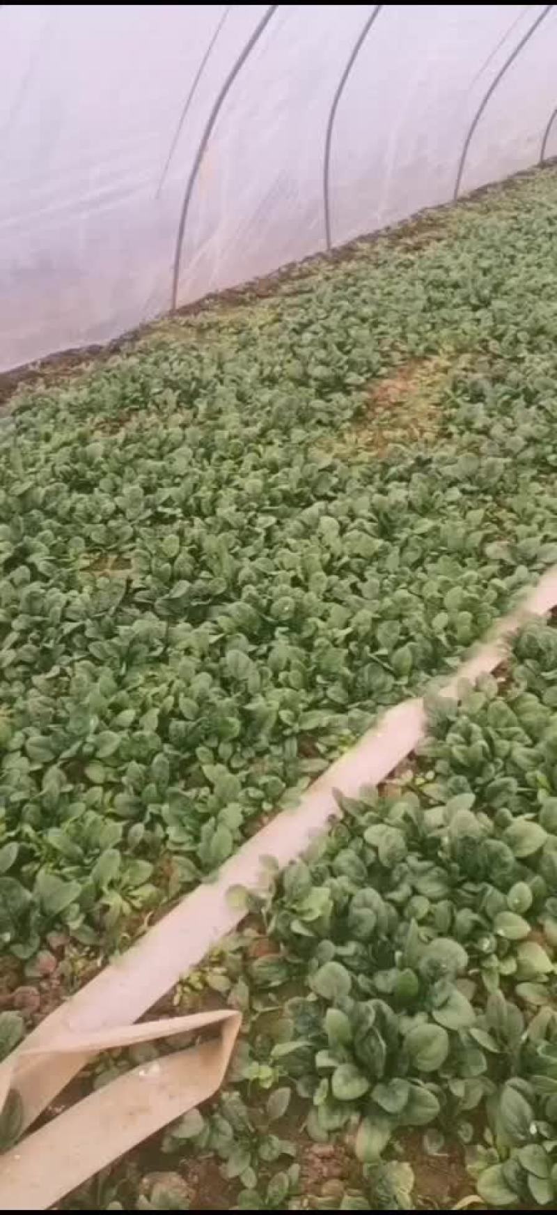 大棚菠菜
