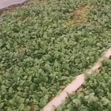 大棚菠菜