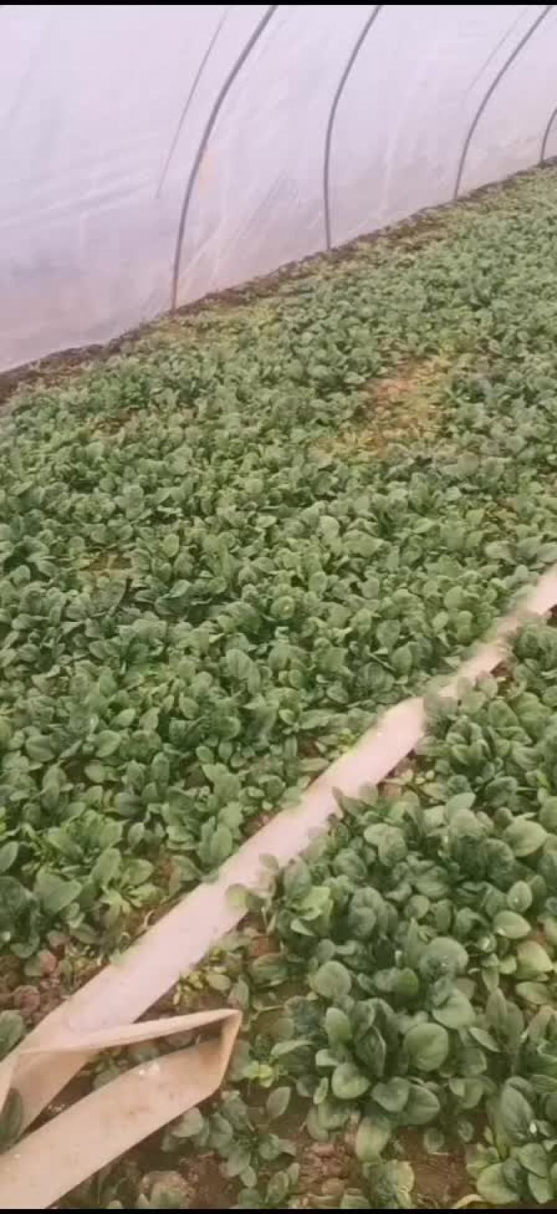 大棚菠菜