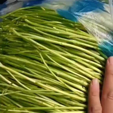 净芦蒿