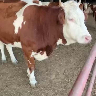 西门塔尔牛，肉牛犊现货，十头送一头包成活