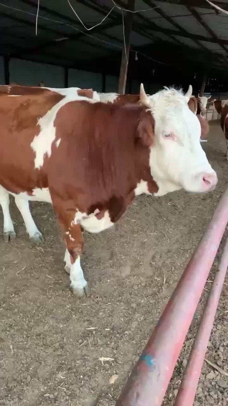 西门塔尔牛，肉牛犊现货，十头送一头包成活