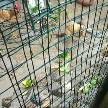 农家土鸡