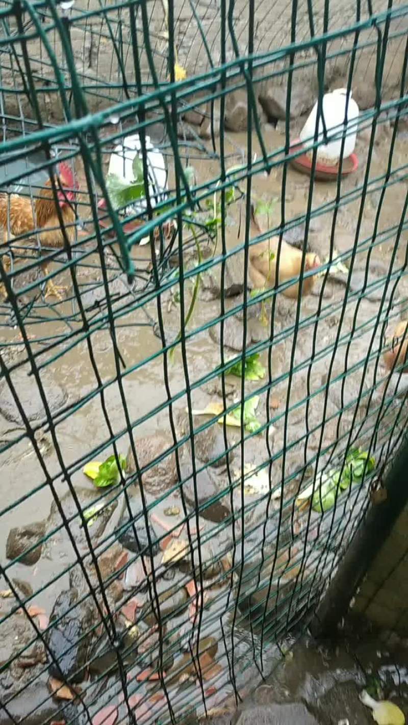 农家土鸡