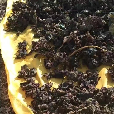 霜打红薯叶自然晾晒，做包子面条想着是小时候的味道