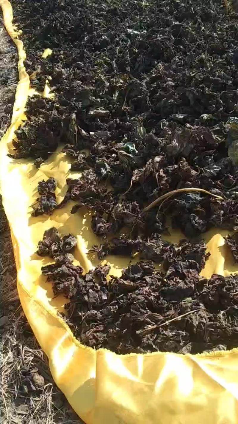 霜打红薯叶自然晾晒，做包子面条想着是小时候的味道