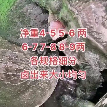 卤甲鱼批发，外塘小甲鱼，塘口现抓现杀，量大从优