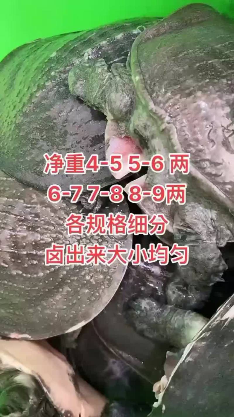 卤甲鱼批发，外塘小甲鱼，塘口现抓现杀，量大从优