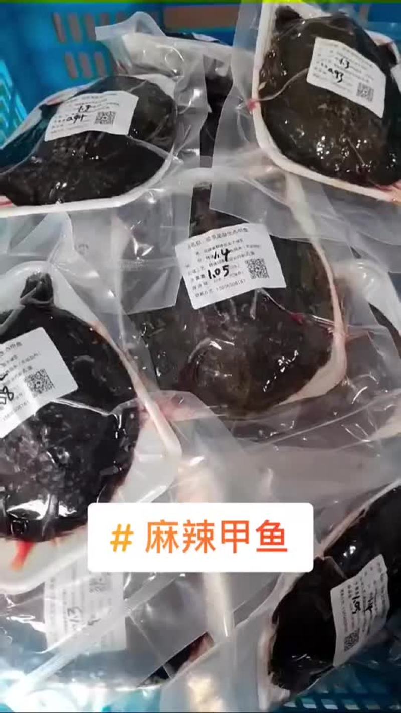 卤甲鱼批发，外塘小甲鱼，塘口现抓现杀，量大从优