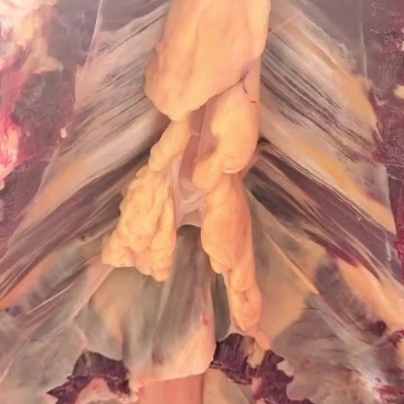 草原溜达牛黄膘无嘟嘟牦牛肉