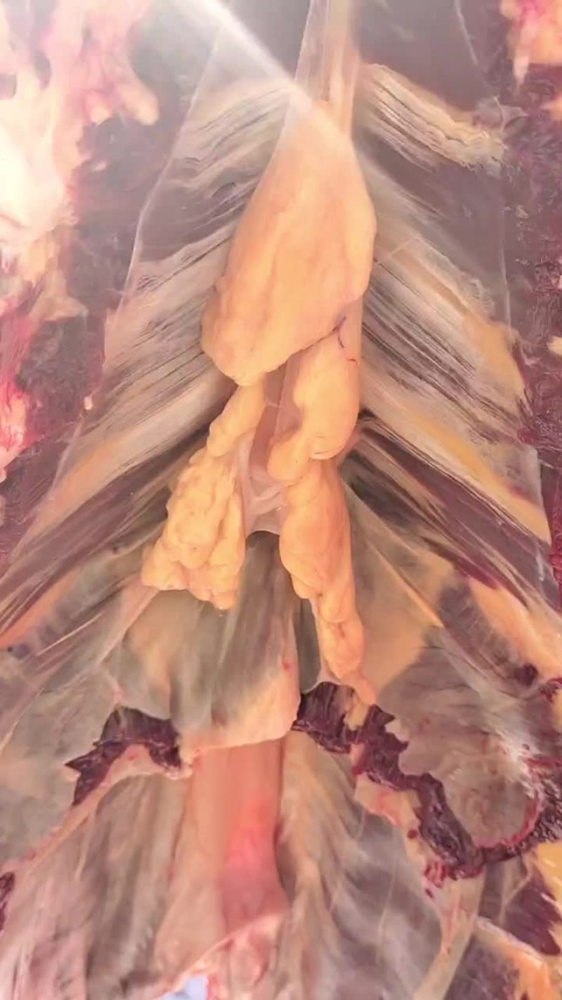 草原溜达牛黄膘无嘟嘟牦牛肉