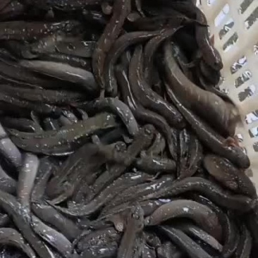 弹涂鱼