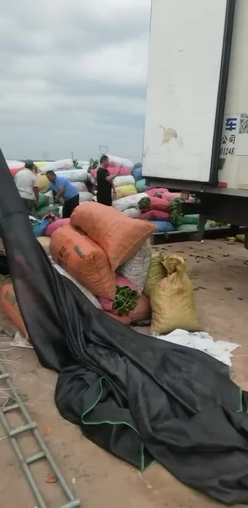螺旋椒