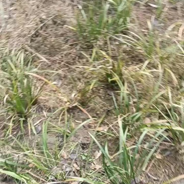 石菖蒲。