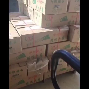 精品铁杆大葱产地直销货源充足价格便宜有需要的老板来电
