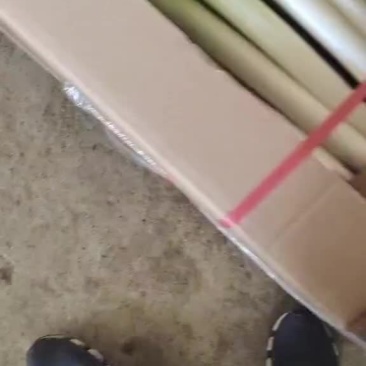 福建箱葱